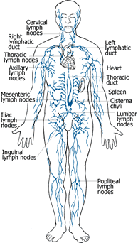 lymphatic_man